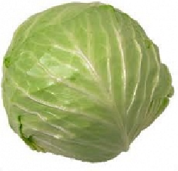 bắp cải trắng