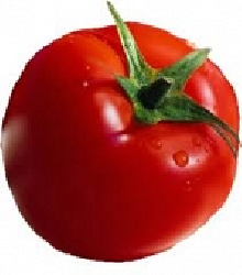 cà chua