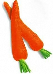 củ cà rốt