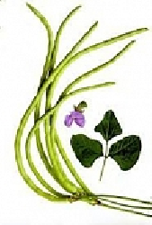 Đậu đũa