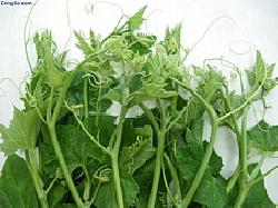 Rau bí